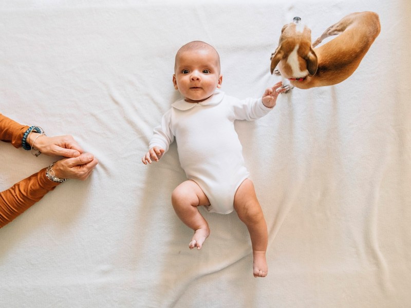 Hund mit Baby