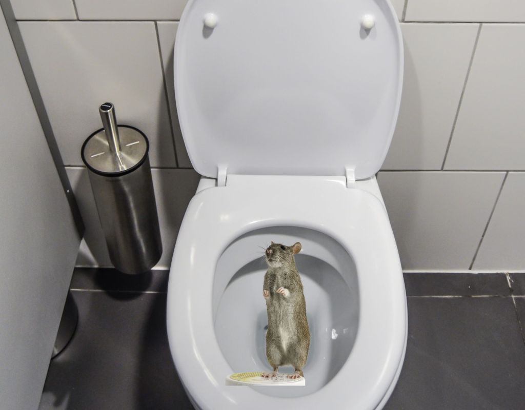 toilette ratten