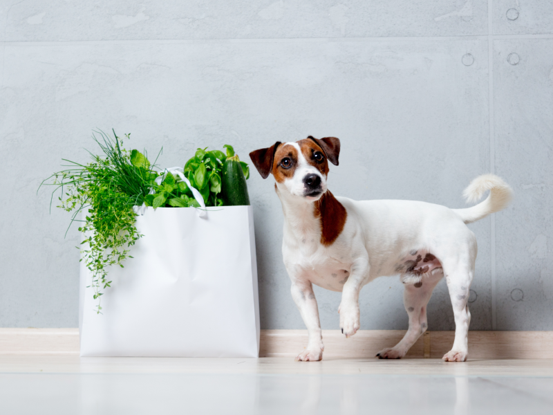 Hund neben einer Tüte mit Gemüse.