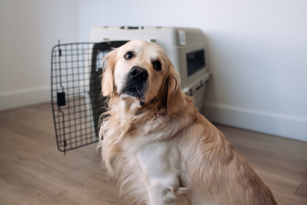 trauriger Golden Retriever