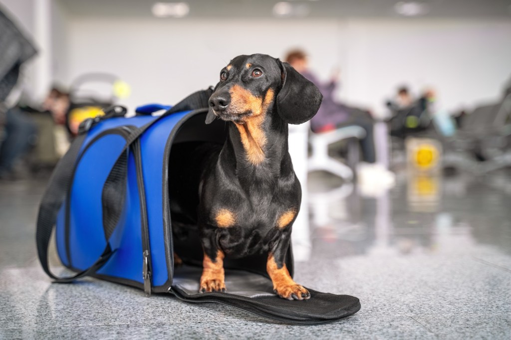 Hund als Handgepäck