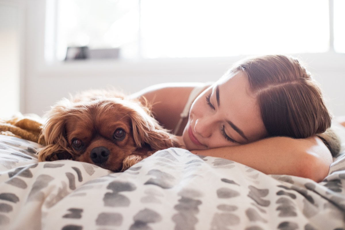 Hund liegt mit Frau im Bett