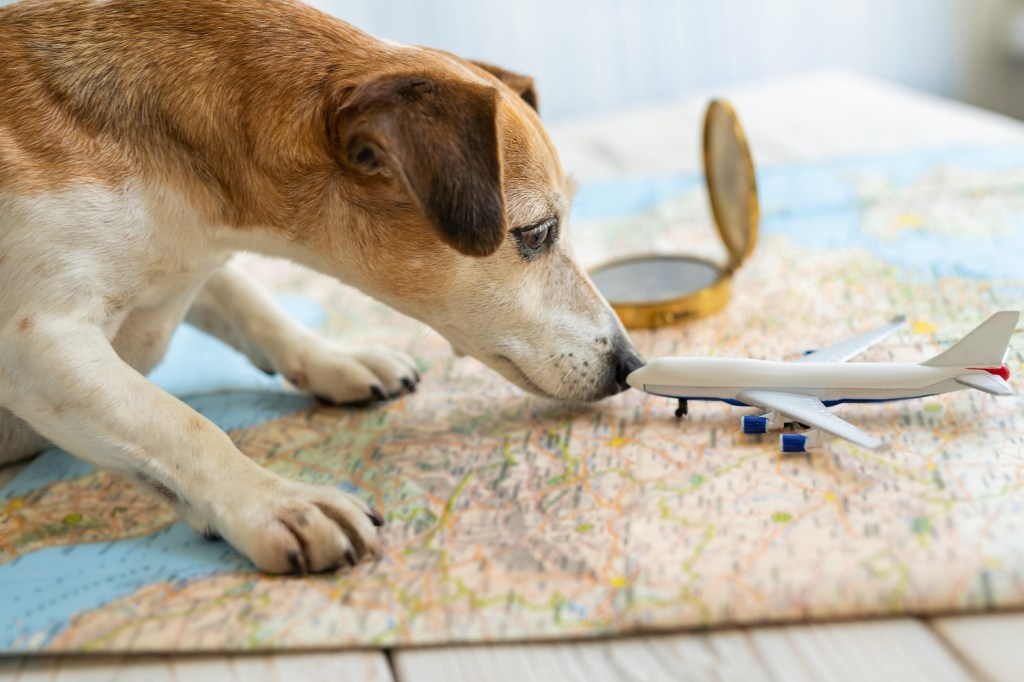 Hund stupst Spielzeugflugzeug an