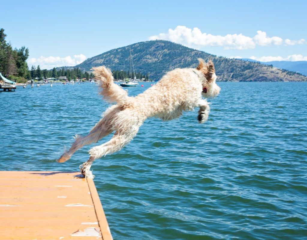 Hund springt in den See