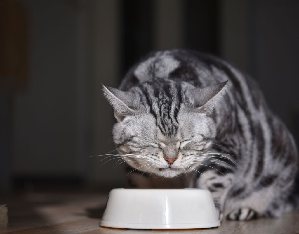 Katze kneift Augen zusammen