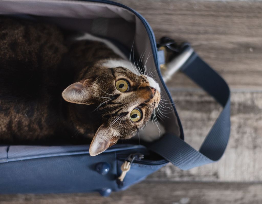 katze in der Tasche