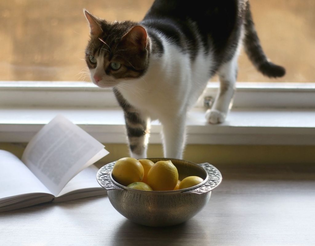 Katze mit Zitrone