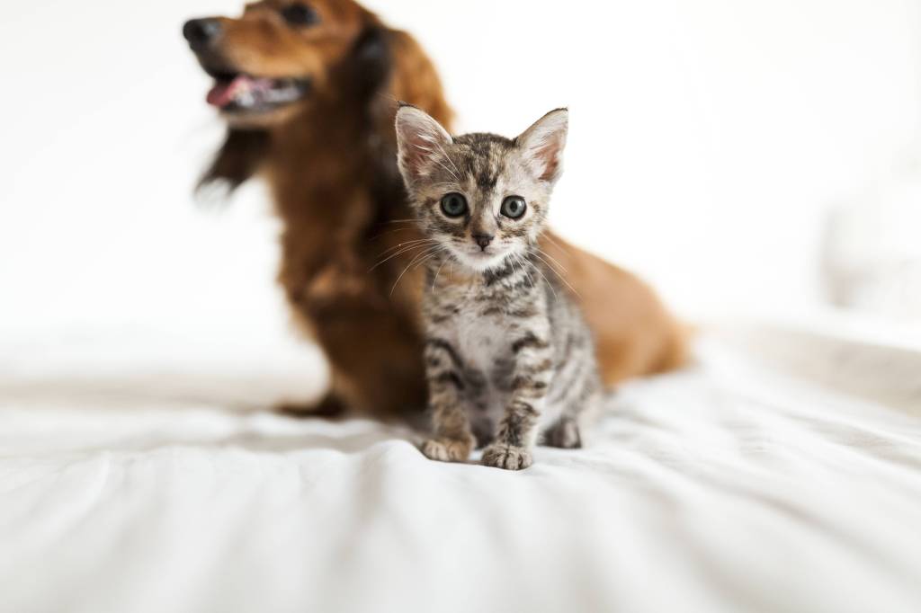 Katzenbaby mit Hund