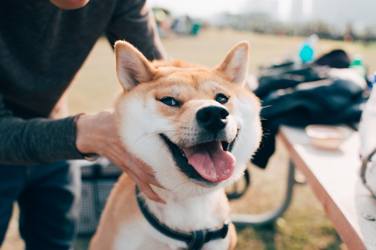 LÃ¤chelnder Shiba Inu