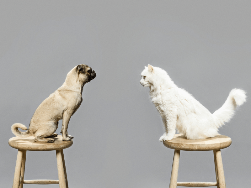 Katze und Hund sitzen sich gegenüber auf einem Hocker.