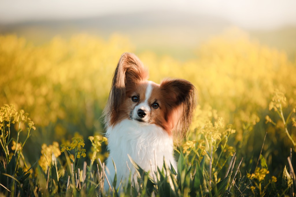 Papillon sitzt in Rapsfeld.