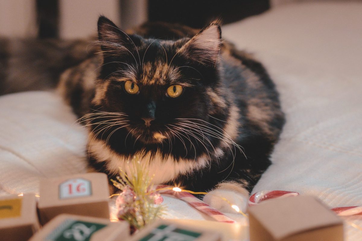 Adventskalender Katze