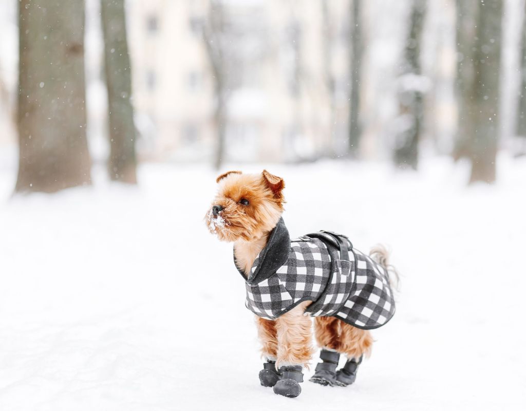 Hund im Schnee