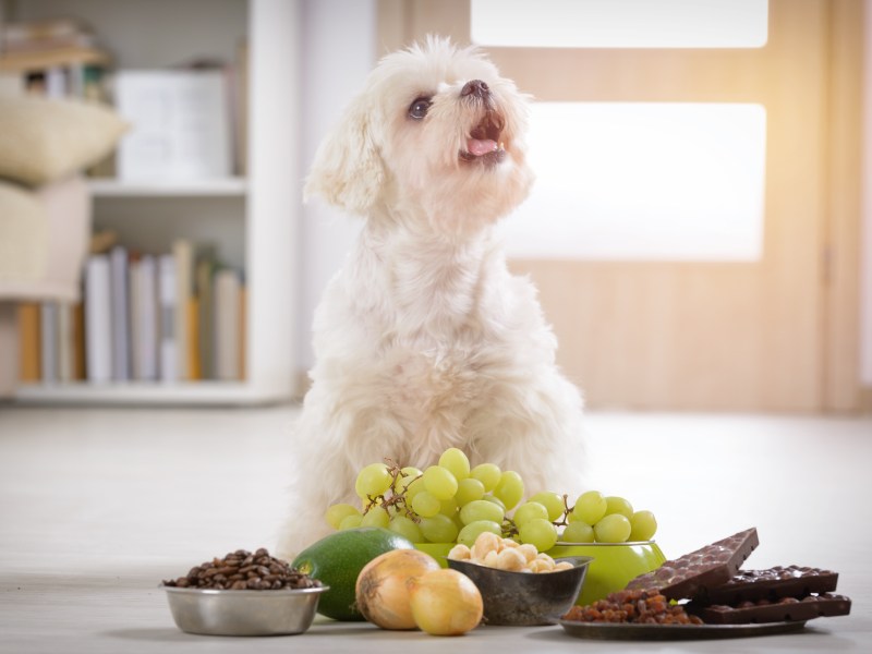 Hund sitzt vor giftigen Lebensmitteln.