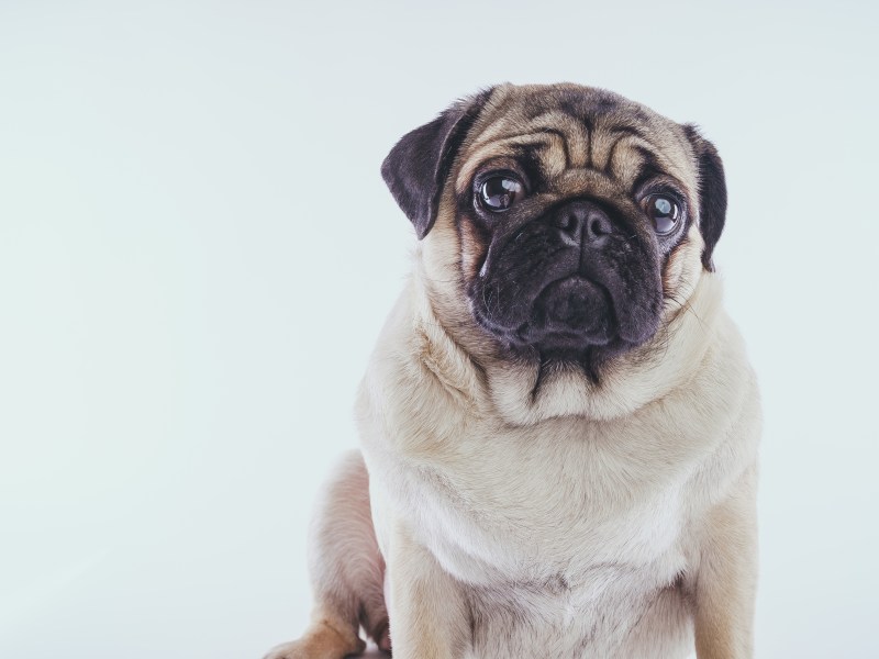 Mops schaut traurig in die Kamera.