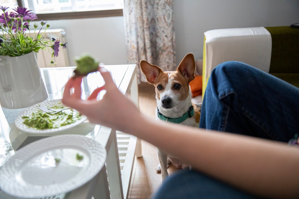 Hund mit Avocado