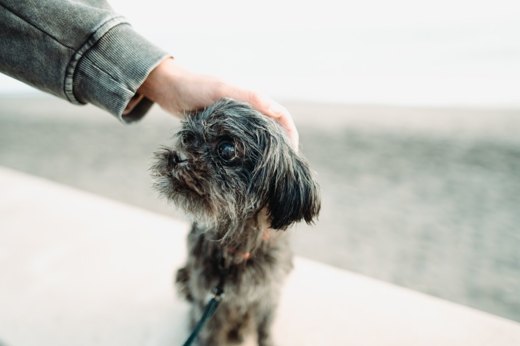 Hund wird auf dem Kopf gestreichelt