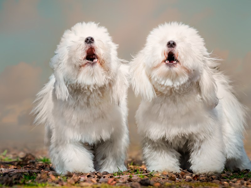 Zwei West Highland Terrier bellen.