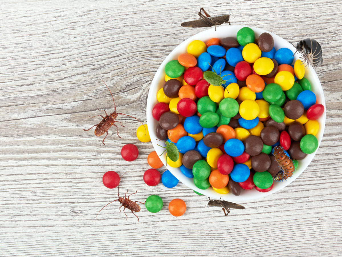 Teller mit M&Ms und Insekten