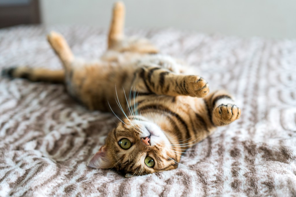 Katze liegt auf dem Rücken auf einem Bett.