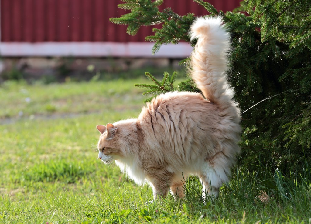 Katze sprüht Urin an einen Busch.