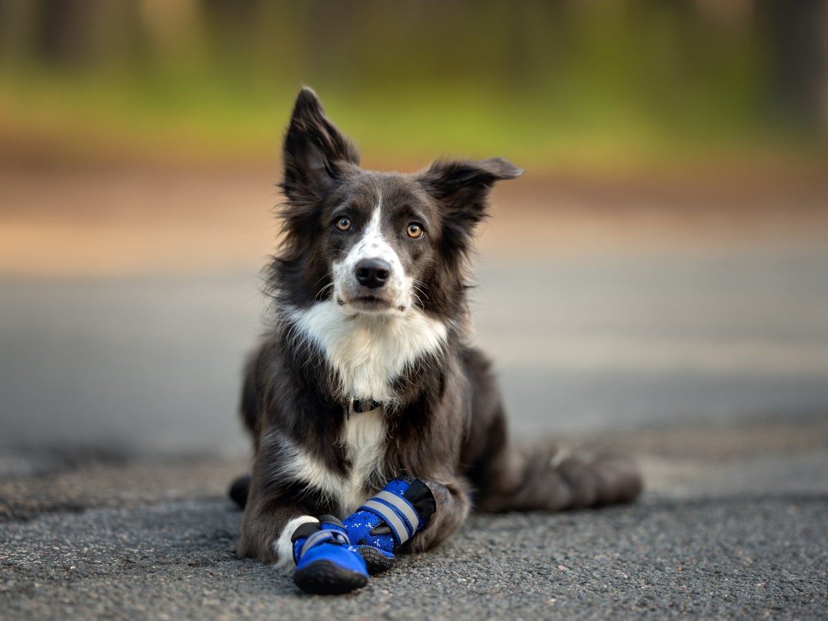 Hund mit Schuhe als Pfotenschutz liegt auf der StraÃŸe.