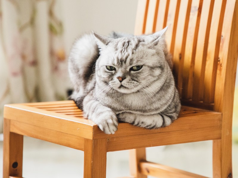 Katze klaut Sitzplatz und sitzt auf einem Stuhl.