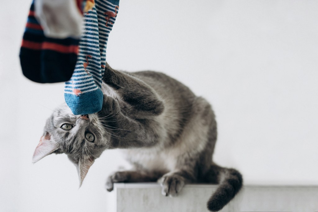 Katze spielt mit Socken.