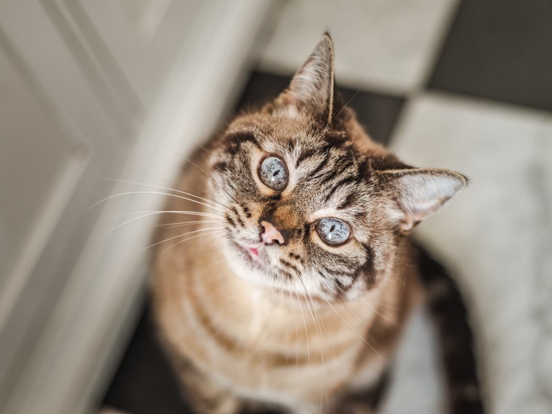 Alte Katze mit blauen Augen schaut nach oben in die Kamera.