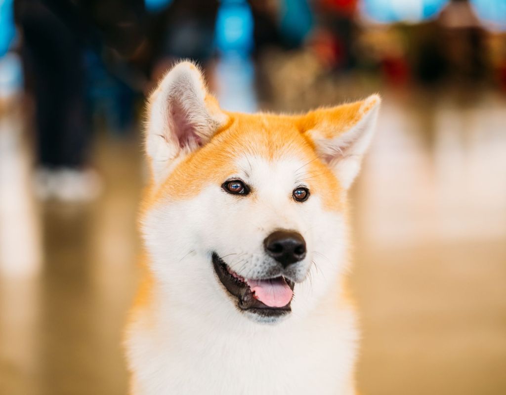 Akita