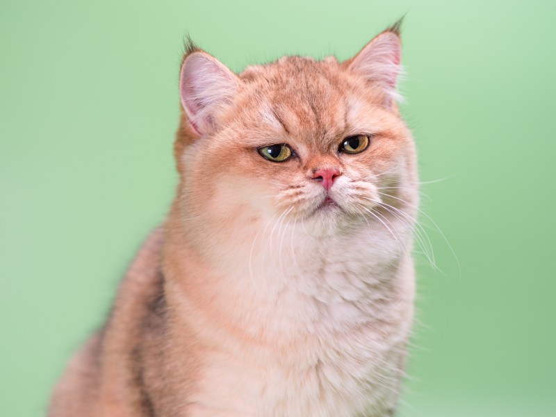 Unglückliche Katze vor grünem Hintergrund.