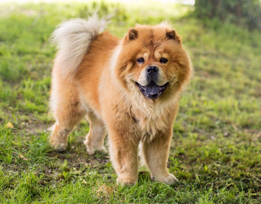 Chow Chow