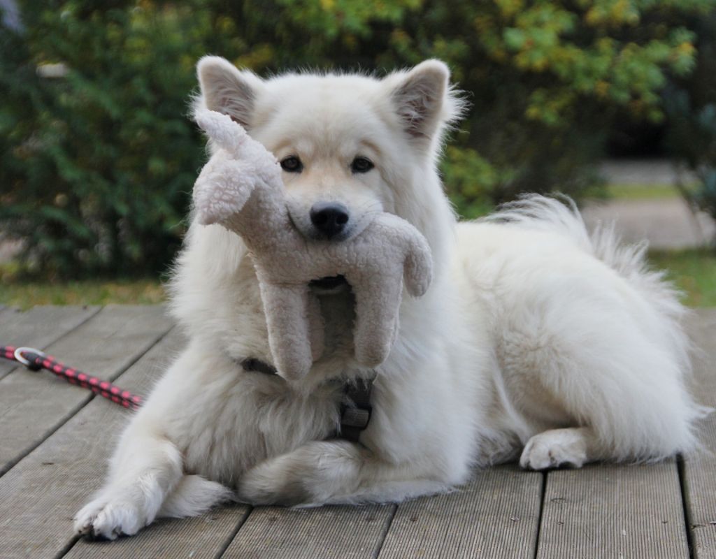 Eurasier