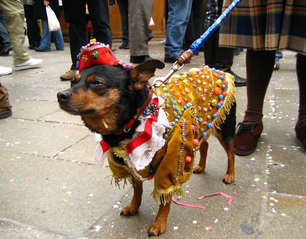 Hund in Kostüm