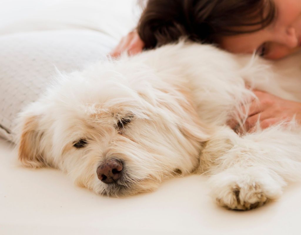 Frau schläft mit Hund: Schlafposition Hund & Bedeutung