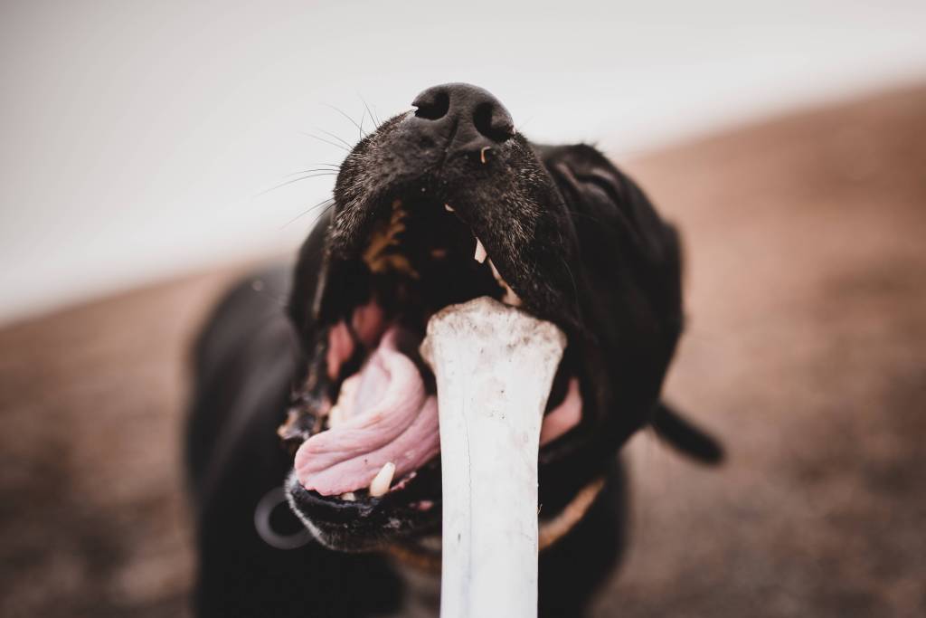 Hund mit Knochen