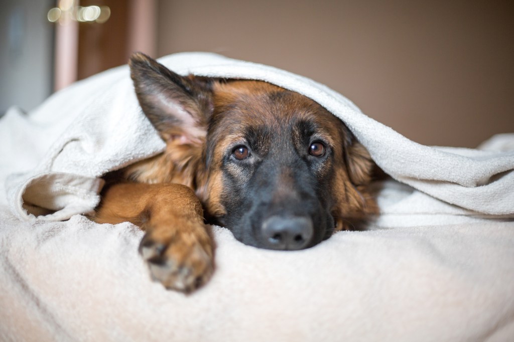 Schäferhund unter einer weißen Decke.