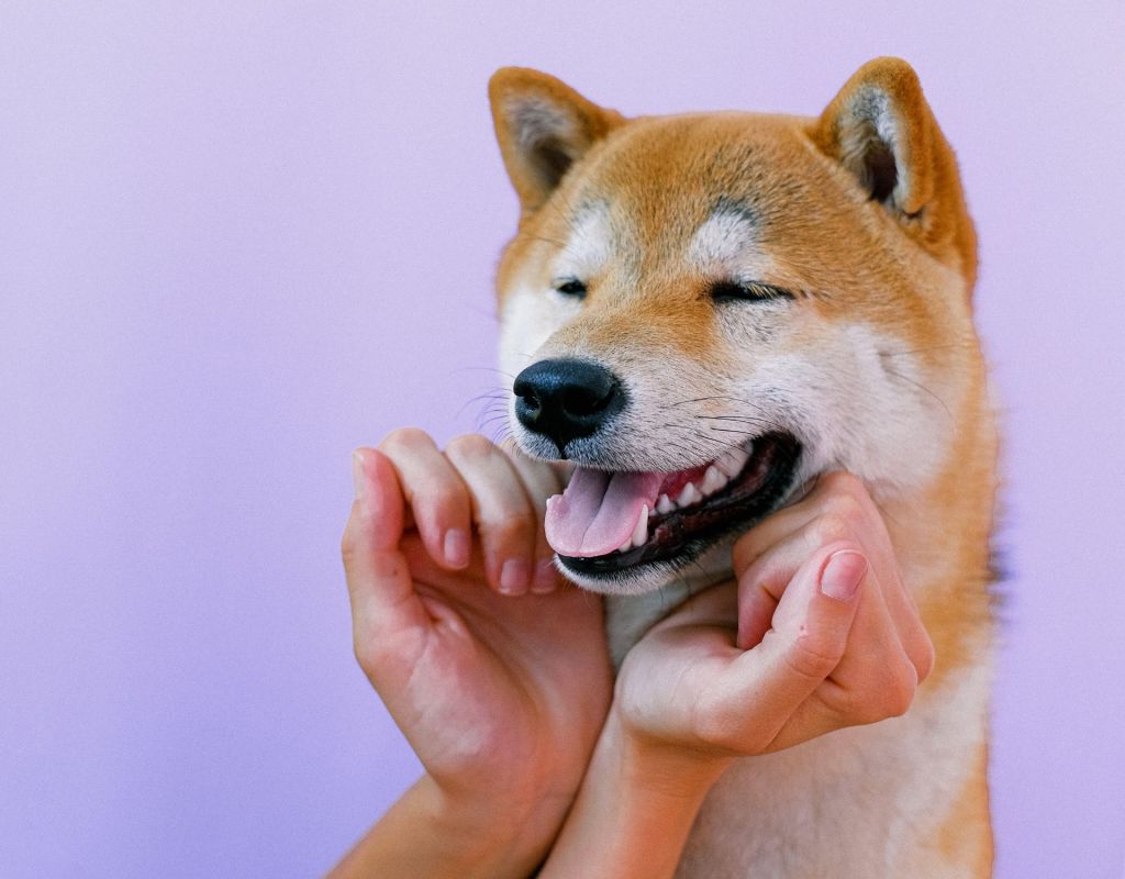 Shiba Inu