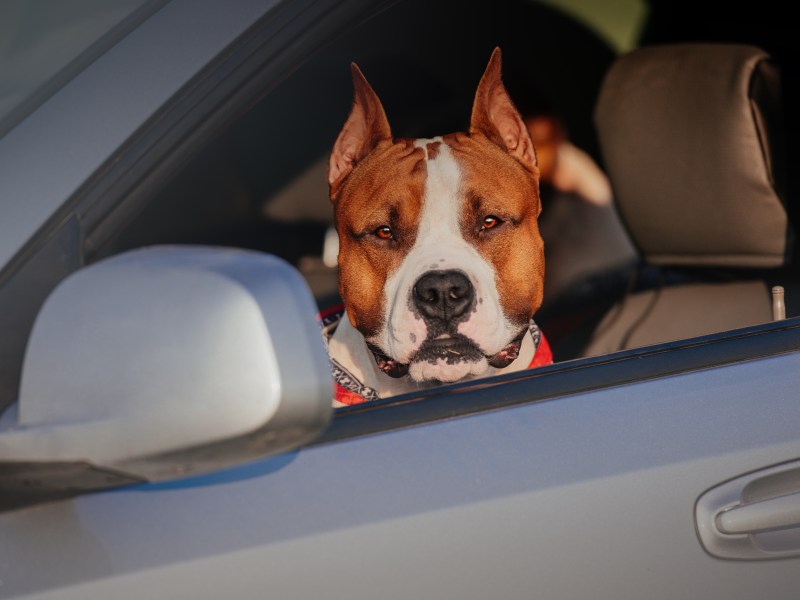 Hund sitzt im Auto und schaut aus dem Fenster.