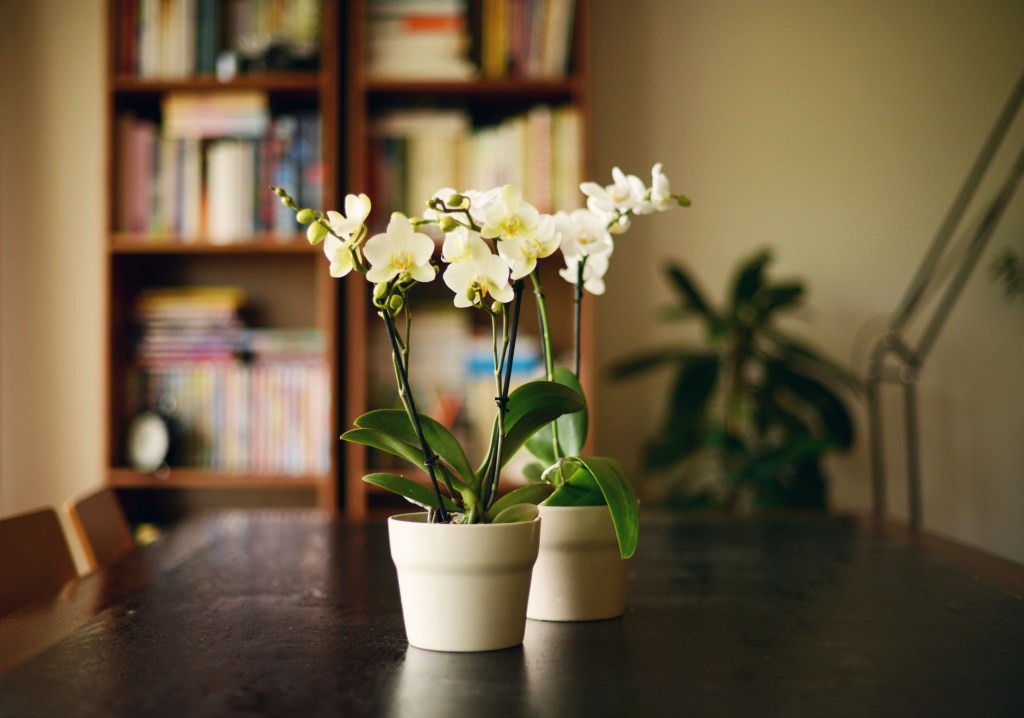 orchidee pflanze zimmer