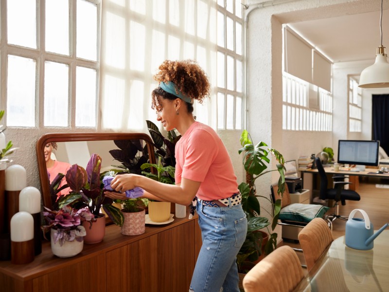 staub wischen frau pflanze wohnung zuhause