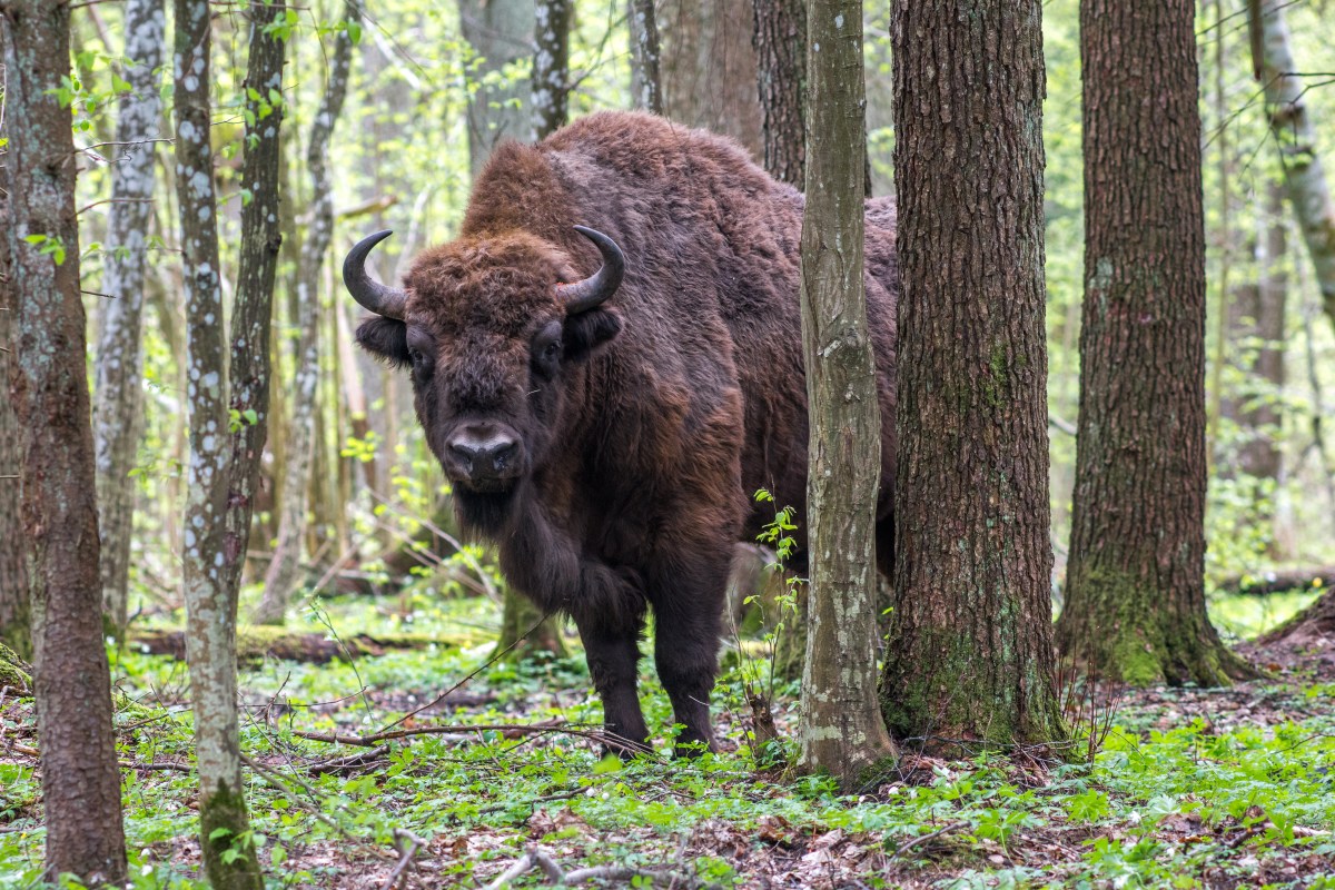 Wisent im Wald