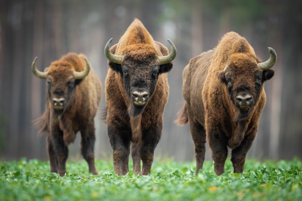 Bisons