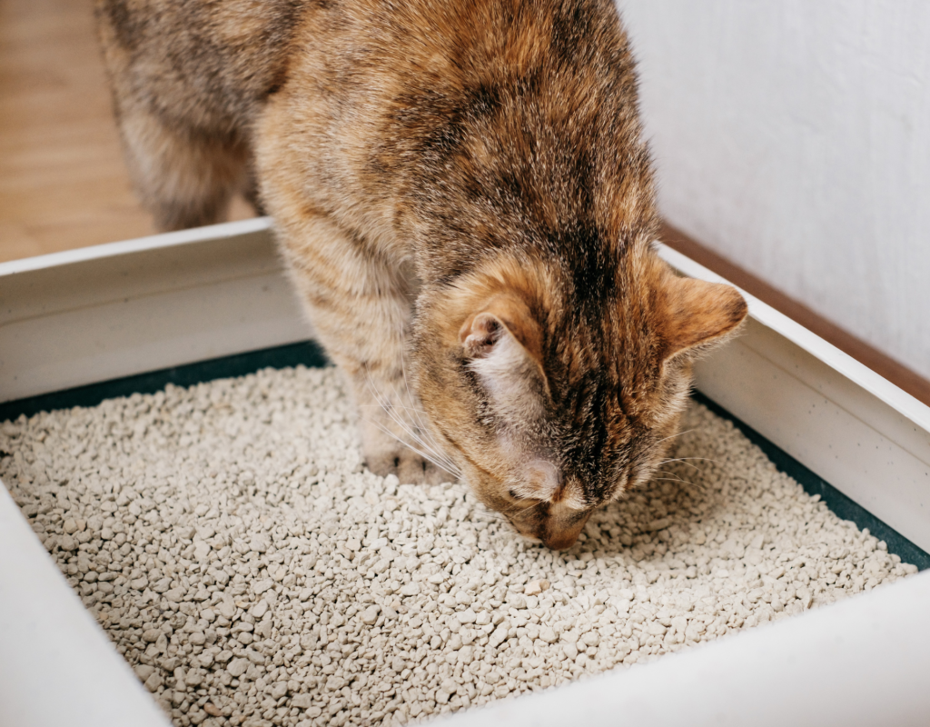 Katze frisst Katzenstreu aus dem Katzenklo.