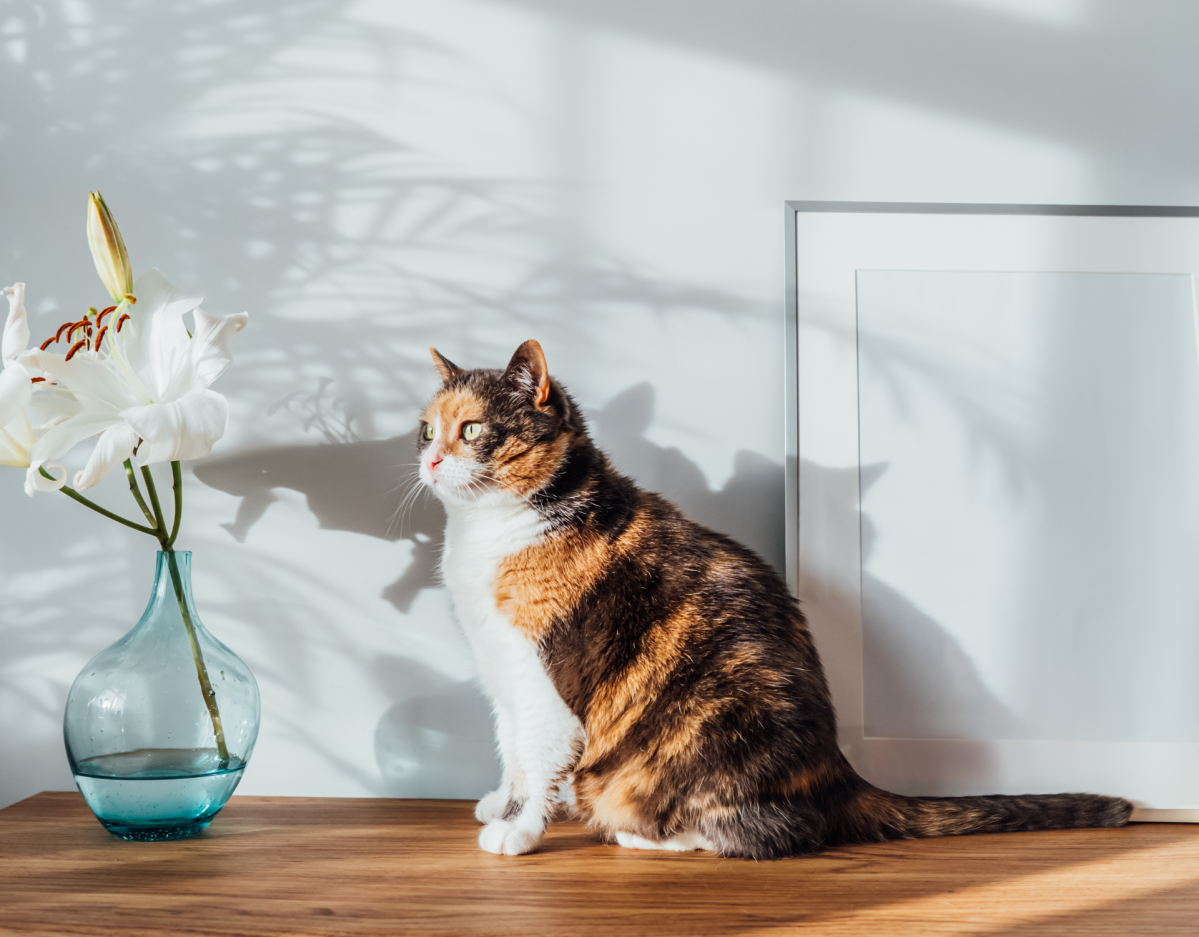 Bunte Katze sitzt vor einer weißen Wand.