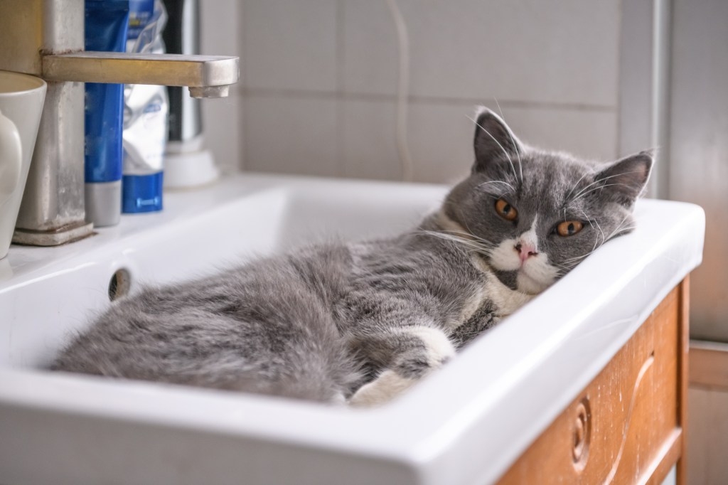 Britisch Kurhaarkatze liegt im Waschbecken.