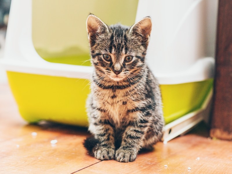 Junge Katze sitzt vor einem Katzenklo.