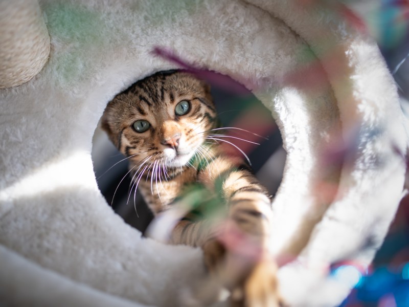 Katze auf Kratzbaum angelt nach Spielzeug.