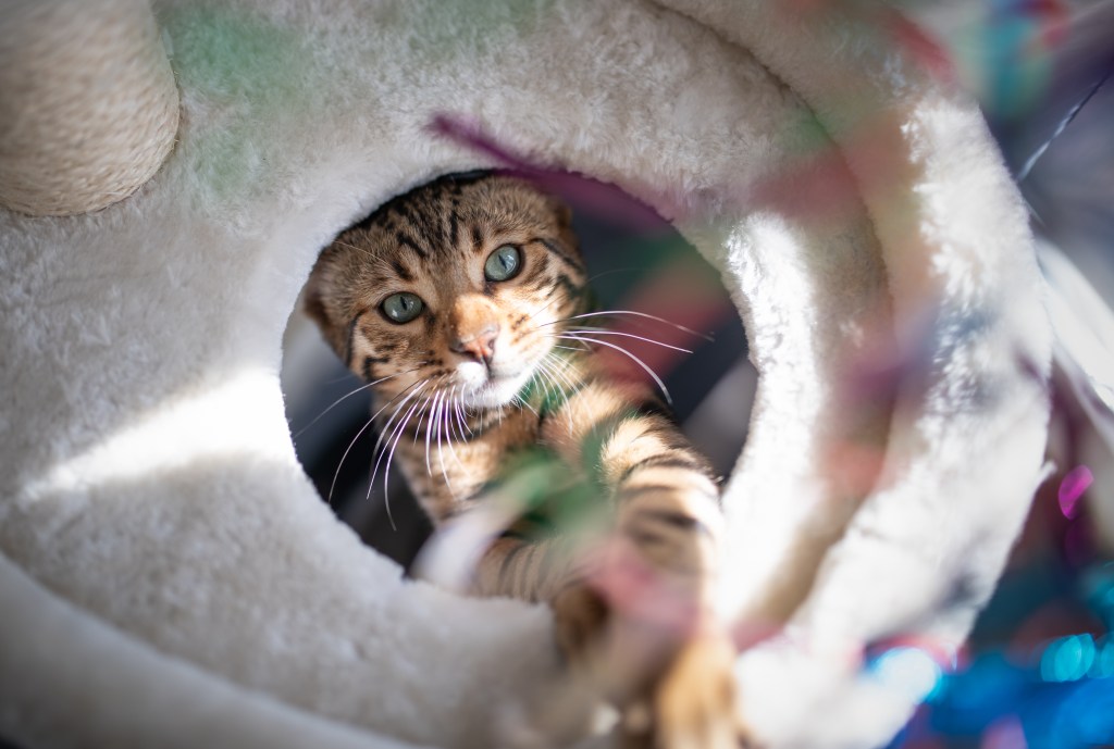 Katze auf Kratzbaum angelt nach Spielzeug.