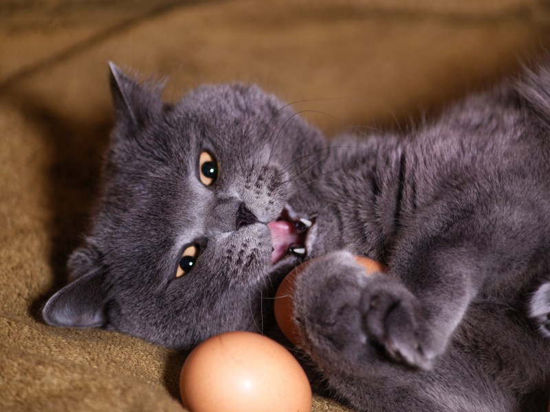 Katze mit Eiern in den Pfoten.